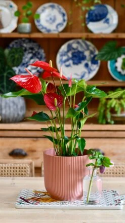 Red Anthurium Andraeanum | Flamingo Flower -Verdant Haven Sales Store 7884CA70 0987 41BA 8BFD 4DA758F25A03 1 201 a 7a741d9d b499 403e 9a26 16d67df16ce9