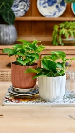 Epipremnum Global Green (Devil's Ivy) & Vibes Pot -Verdant Haven Sales Store 7A5A5EEA D7DF 46E7 86C5 10F4477E2667 1 201 a