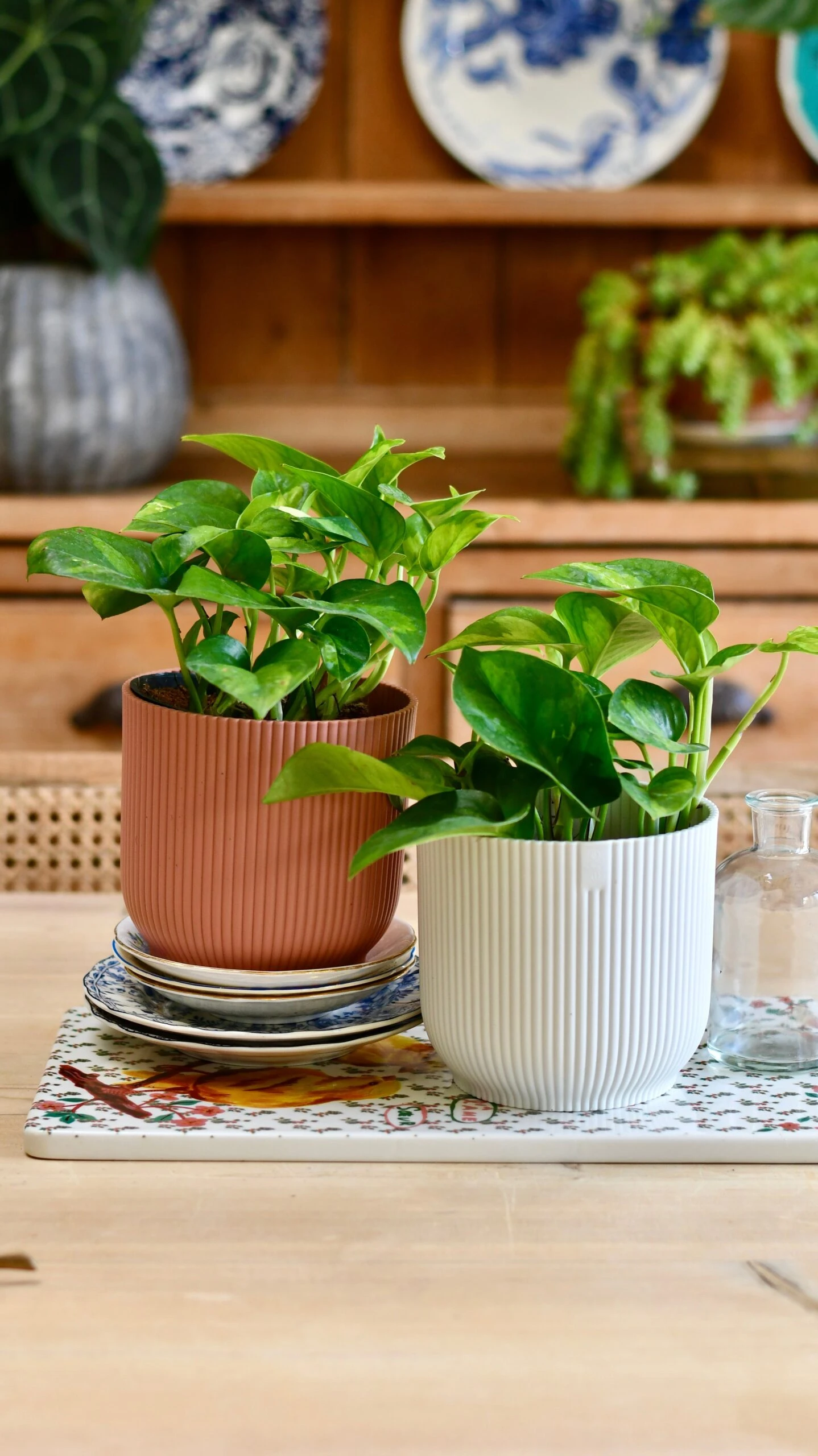 Epipremnum Global Green (Devils Ivy) 5 Epipremnum Global Green (Devils Ivy) - Image 5