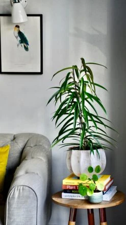 Ficus Maclellandii Alii - Long Leafed Fig