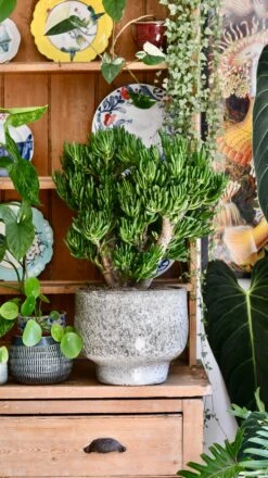 Crassula Ovata 'Hobbit' (Hobbit Jade Plant) -Verdant Haven Sales Store 7C282121 8EEC 4806 9AB8 C19120D956CD 1 201 a