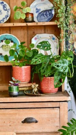 Titan Reactive Planter (13cm Plant Pot) -Verdant Haven Sales Store 7CC22E51 F6F3 4D65 84DA 1080C3D73B3F 1 201 a