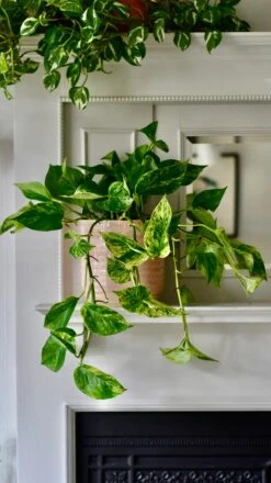 Scindapsus Marble Queen | Pothos | 30cm Hanging Pot Plant -Verdant Haven Sales Store 7FEE4976 1363 44C4 8A0C D4FCF4C5D404 1 201 a