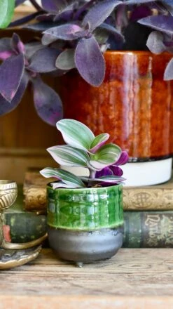 Jade Reactive Planter With Foot (7cm Plant Pot) 6 Jade Reactive Planter With Foot (7cm Plant Pot) -Verdant Haven Sales Store 80365436 A0D4 4AD8 8B2D 937C90CAAAEC 1 201 a 7ab8de88 f2fa 47a7 9172 6b9762806d6e