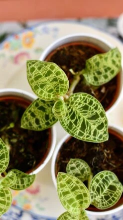 Macodes Petola (Jewel Orchid)