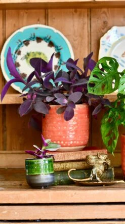 Titan Reactive Planter (13cm Plant Pot) -Verdant Haven Sales Store 83D39F1D 78B0 47C6 8C9D A46A925EE20B 1 201 a