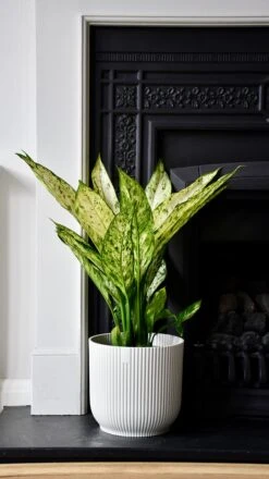 Vibes Fold Round 16cm Silky White -Verdant Haven Sales Store 864B17EB 3E78 4E4A A3AE 9D224485BCB0 1 201 a