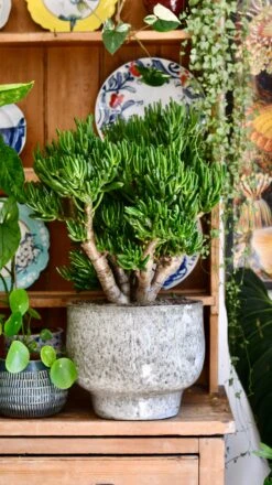 Crassula Ovata 'Hobbit' (Hobbit Jade Plant) -Verdant Haven Sales Store 88E9673A 2E60 43FD 9D93 C50D11BB1EB3 1 201 a