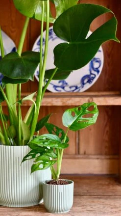 Monstera Deliciosa & Baby Monstera Adansonii Set -Verdant Haven Sales Store 8B574400 85F1 4195 A49D 646D891F7047 1 201 a