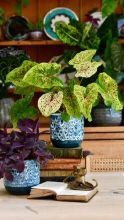 Reactive Glaze Planter (Sapphire 13cm Plant Pot) -Verdant Haven Sales Store 8DE55C8E 9229 46DD 849D F330B0CA347C 1 201 a