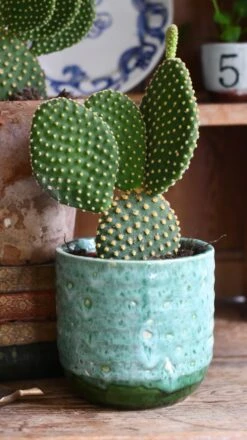Opuntia Microdasys Pallida - Bunny Ear Cactus -Verdant Haven Sales Store 8FA8D0DA 30BE 443E AFAD 67E4ACEB7091 1 201 a