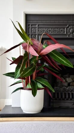 Vibes Fold Round 16cm Silky White -Verdant Haven Sales Store 909392F0 7C32 4FC8 8C73 7F972866235C 1 201 a