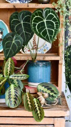 Aqua Reactive Planter (Aqua 13cm Plant Pot) -Verdant Haven Sales Store 93EC29D4 E2CB 4717 AFB9 73E674E0B74F 1 201 a