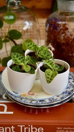 Macodes Petola (Jewel Orchid) -Verdant Haven Sales Store 97272015 1430 46E7 82A0 3A91EB68B2F9 1 201 a