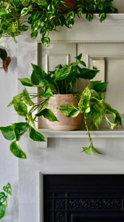 Scindapsus Marble Queen | Pothos | 30cm Hanging Pot Plant
