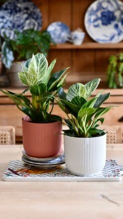 Philodendron Birkin (White Measure) & Vibes Pot -Verdant Haven Sales Store 98442D22 9500 4703 A64C 1A2A0BD24096 1 201 a