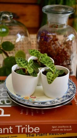 Macodes Petola (Jewel Orchid) -Verdant Haven Sales Store 9845D25E 4D9C 4162 B62E F764347BD807 1 201 a