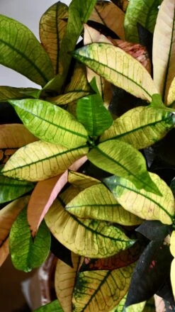 Small Codiaeum 'Mrs Iceton' -Verdant Haven Sales Store 98bb8d 0070cb2c822d4e2aa3f5a75c3f0fe3c1 mv2
