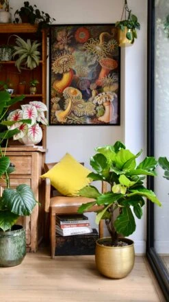 Fiddle Leaf Fig Tree | Ficus Lyrata 100cm 7 Fiddle Leaf Fig Tree | Ficus Lyrata 100cm -Verdant Haven Sales Store 98bb8d 00d4123c70fb4412a6eab2d9242d968b mv2