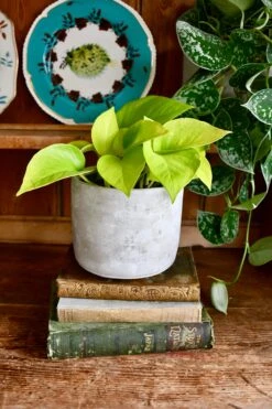 Neon Pothos (Epipremnum Aureum Neon, Golden Pothos)