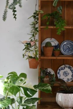 Hoya Carnosa Tricolour -Verdant Haven Sales Store 98bb8d 01b326fef4ec4b4a96b46953e21117c8 mv2