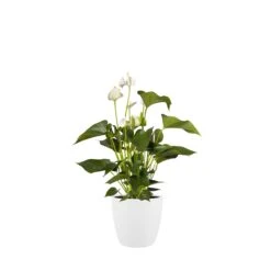 Brussels Round Plant Pot 18cm -Verdant Haven Sales Store 98bb8d 0240c10ac95941a1a1c0b9653215339b mv2