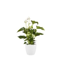 Brussels Round Plant Pot 14cm -Verdant Haven Sales Store 98bb8d 0240c10ac95941a1a1c0b9653215339b mv2 a26a7197 838c 4554 9404 a73570b64981