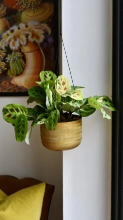 Variegated Maranta Leuconeura Kercho *rare* -Verdant Haven Sales Store 98bb8d 026e2c5eb318489abe42570dbb9634ab mv2