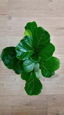 Bonsai Fig Tree ‘Ficus Lyrata' -Verdant Haven Sales Store 98bb8d 031dc1777ead4ffb949f7e1e68ccc48b mv2