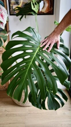 XXL Monstera Deliciosa - Elegant Stem Form -Verdant Haven Sales Store 98bb8d 034e9e4a1e694eaab7987846ab346e29 mv2
