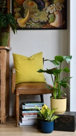 Strelitza Nicolai - White Bird Of Paradise And Vibes Pot -Verdant Haven Sales Store 98bb8d 0351af7d2d584e15b1b33be59db639c2 mv2