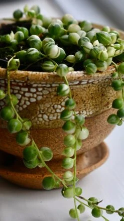 Variegated String Of Pearls -Verdant Haven Sales Store 98bb8d 03b7f92638944c85a5ecad539023f02f mv2