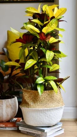 Codiaeum Variegatum 'Mrs Iceton’ -Verdant Haven Sales Store 98bb8d 03bdedacb6b6434a950f4cf0e98a122f mv2