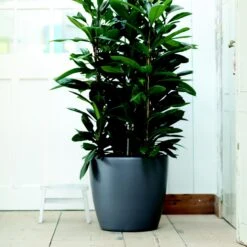 Brussels Round Plant Pot 47cm -Verdant Haven Sales Store 98bb8d 0436b5e330ed42b8b4904b094f80d307 mv2