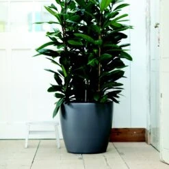 Brussels Round Plant Pot 40cm (Large Indoor Plant Pots) 12 Brussels Round Plant Pot 40cm (Large Indoor Plant Pots) -Verdant Haven Sales Store 98bb8d 0436b5e330ed42b8b4904b094f80d307 mv2 3bc6a7ab 5ff8 461d 9d68 c62f5a3540e8
