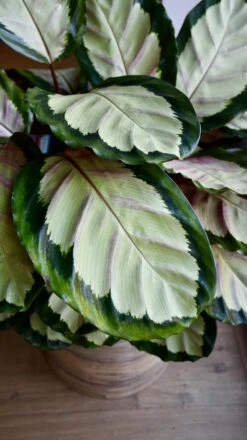 XL Calathea Rosea-picta Silvia -Verdant Haven Sales Store 98bb8d 043d32a86a4a48908856480456a2609e mv2