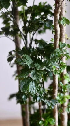 Polyscias Roble, Aralia Roble -Verdant Haven Sales Store 98bb8d 049d1b7a8df543ca9ce2248074c04a1a mv2