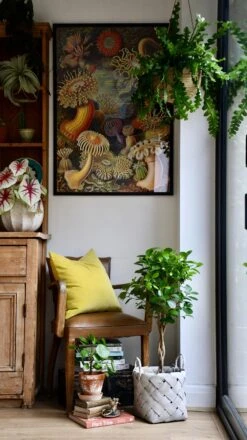 Ficus Microcarpa (Chinese Banyan Tree) -Verdant Haven Sales Store 98bb8d 04f516c093534635b2a003c855bad68f mv2 df4a8d1c cc1d 440c 9c73 1d8860f6cf4e