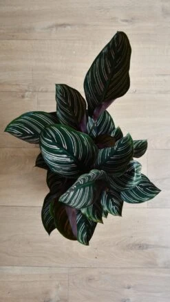 Calathea Sanderiana - Pinstripe - Prayer Plant -Verdant Haven Sales Store 98bb8d 0659d9785b6f4ef38218d7706a61630e mv2