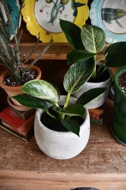 Philodendron Birkin - White Measure 8 Philodendron Birkin - White Measure -Verdant Haven Sales Store 98bb8d 069421ca6dbb4d3297aabb36306cdab8 mv2