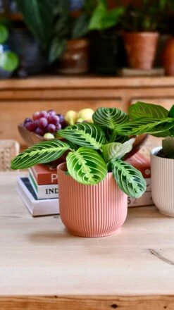 Maranta Leuconeura Marisela Lemon And Lime -Verdant Haven Sales Store 98bb8d 06ef9f1bf8544953a3cc5df28a9b3941 mv2
