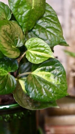 Piper Betle Variegata -Verdant Haven Sales Store 98bb8d 06ff6b7e40234c4a8c87b9f5463f75c3 mv2