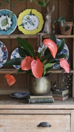 Anthurium Scherzeria 'Christine' 7 Anthurium Scherzeria 'Christine' -Verdant Haven Sales Store 98bb8d 07a784738834401fa06fffe1c5b446f8 mv2