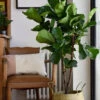 Fiddle Leaf Fig Tree - Ficus Lyrata - Branched
