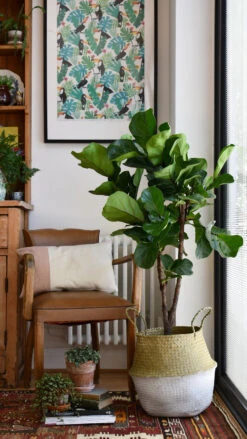 Fiddle Leaf Fig Tree - Ficus Lyrata - Branched -Verdant Haven Sales Store 98bb8d 081c0151b6944eb09442d96dda65ff8e mv2