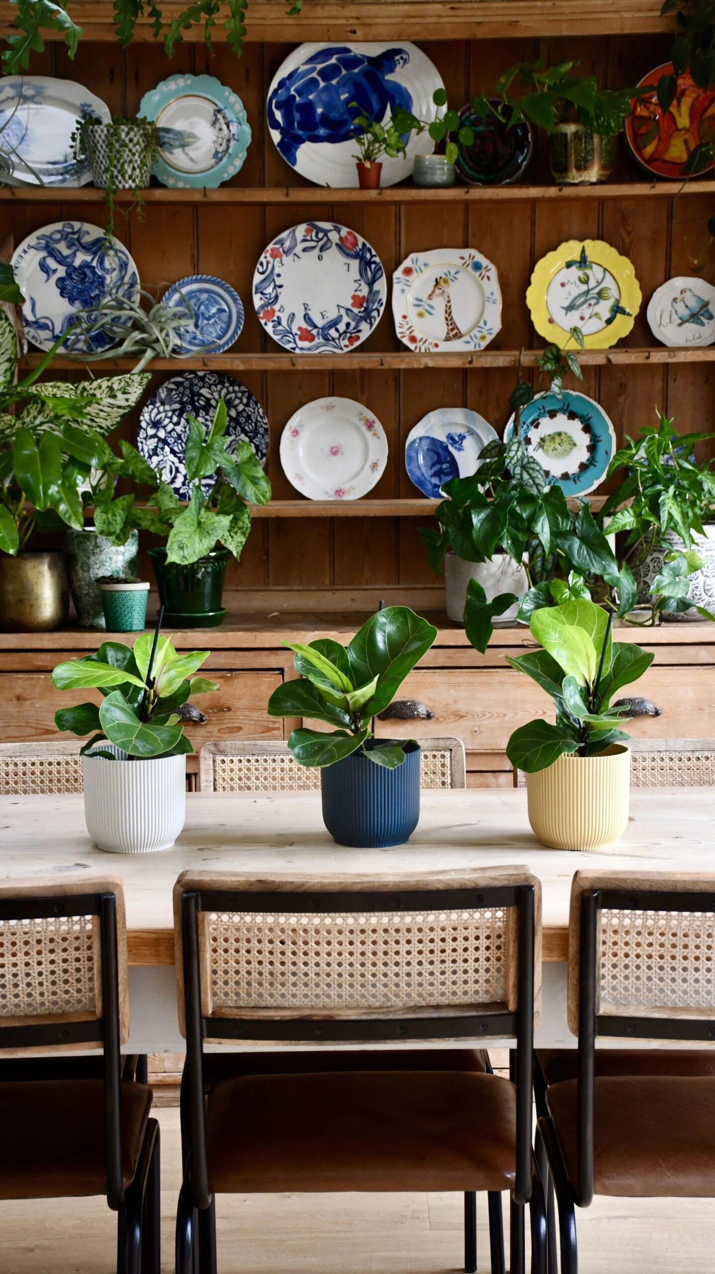 Baby Ficus Lyrata (Fiddle Fig Tree) 1 Baby Ficus Lyrata (Fiddle Fig Tree)