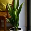 Aspidistra Elatior 'Asahi' (Lime Striped Cast Iron Plant)