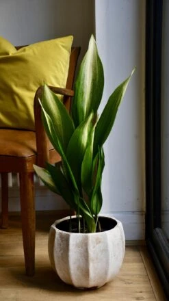 Aspidistra Elatior 'Asahi' (Lime Striped Cast Iron Plant)
