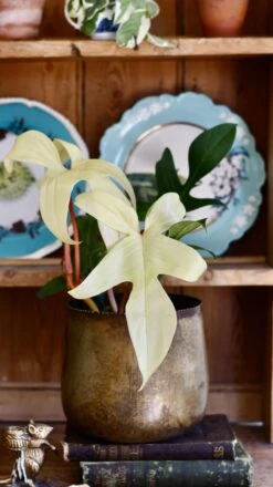 Philodendron Pedatum 'Florida Ghost' -Verdant Haven Sales Store 98bb8d 0967ea9eeb744674b30d76c79348bd0b mv2