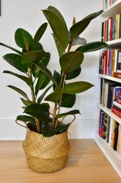 Rubber Plant (Ficus Elastica, Ficus Robusta) -Verdant Haven Sales Store 98bb8d 096e8fff893547d787dc88ac2dd3a781 mv2 d 2848 4272 s 4 2